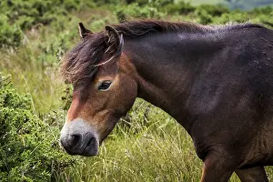 Wild ponies stood on top of Porlock Hill