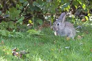 wild rabbit