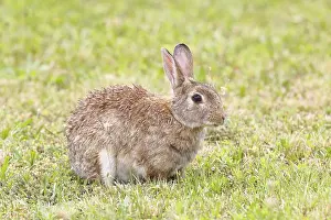 Wild rabbit (Oryctolagus cuniculus)