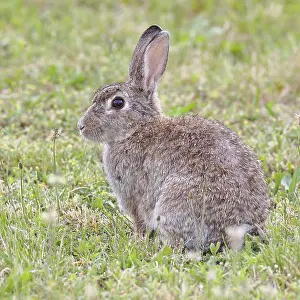 Wild rabbit (Oryctolagus cuniculus)