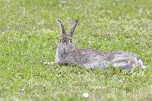 Wild rabbit (Oryctolagus cuniculus)