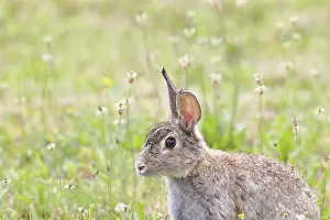 Wild rabbit (Oryctolagus cuniculus)