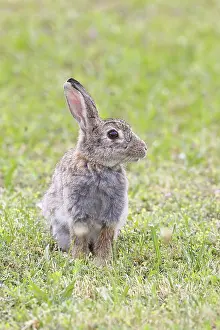Wild rabbit (Oryctolagus cuniculus)