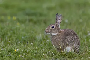 This wild rabbit (Oryctolagus cuniculus) buck has a well-healed ear injury