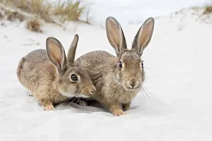 Wild rabbits (Oryctolagus cuniculus)