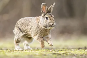 Wild rabbits (Oryctolagus cuniculus) hops on a meadow