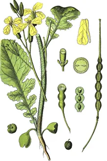 Wild radish, jointed charlock (Raphanus raphanistrum)