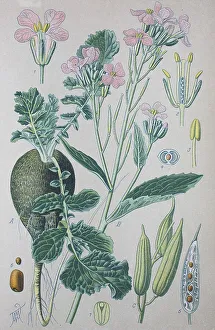 Wild radish (Raphanus raphanistrum sativus)