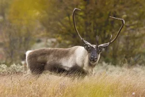 Wild Reindeer (Rangifer tarandus)