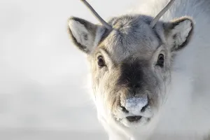 Wild Reindeer, Rangifer tarandus platyrhynchus
