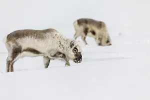 Wild Reindeer, Rangifer tarandus platyrhynchus