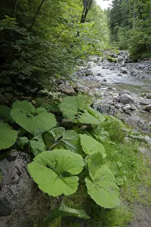 The wild and romantic Hirschbach Valley near Lenggries