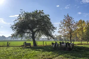 Wild sheep (Ovis) in a meadow