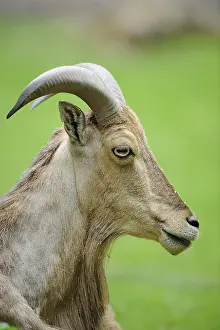 Wild sheep in profile view with its curved horns