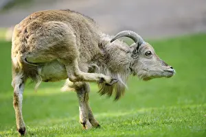 A wild sheep raises its leg in a meadow