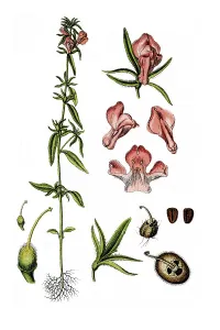 Wild Snapdragon (Antirrhinum orontium)