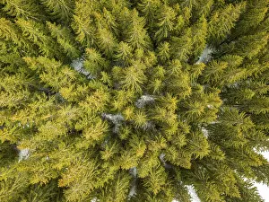 Wild spruce forest in the beginning of winter