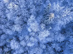 Framed Print : Wild spruce forest in the beginning of winter