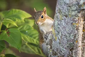 A wild squirrel poses for the camera
