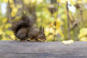 A wild squirrel sniffs cautiously at a nut