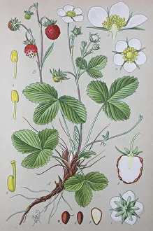 Wild strawberry (Fragaria vesca)
