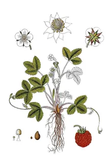 Wild strawberry, Woodland strawberry (Fragaria vesca)