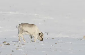Wild Svalbard Reindeer, Rangifer tarandus platyrhynchus