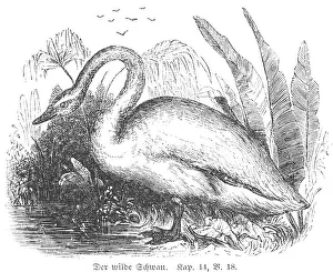 The wild swan, side view, unclean