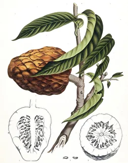 Wild-sweetsop (Annona reticulata)