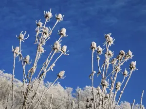 Wild teasel (Dipsacus fullonum)