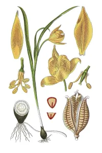 Wild tulip (Tulipa sylvestris)