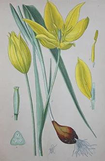 Wild tulip (Tulipa sylvestris)