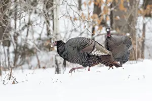 Wild turkeys (Meleagris gallopavo) feeding together in a snow-covered corn field