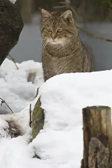 wildcat