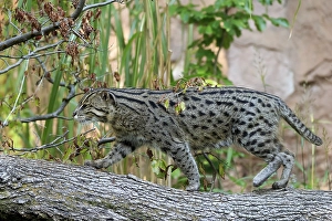Wildcat balancing on a tree trunk with autumn leaves in the background