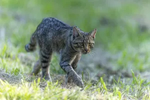 A wildcat creeps concentrated through a green meadow