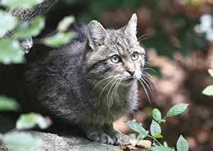Wildcat (Felis s. silvestrris)
