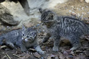 Wildcat (Felis silvestris)