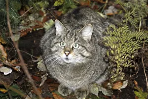 Wildcat (Felis silvestris)