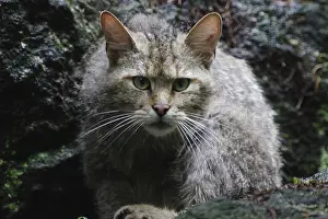 Wildcat (Felis silvestris)