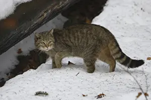 Wildcat (Felis silvestris)