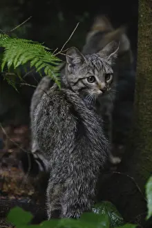Wildcat (Felis silvestris)