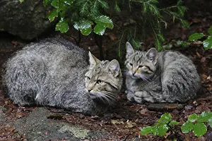 Wildcat (Felis silvestris)