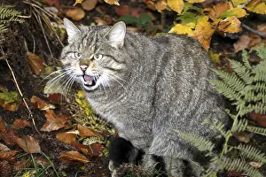 Wildcat (Felis silvestris)