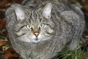 Wildcat (Felis silvestris)