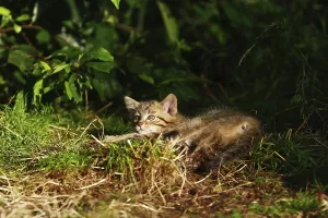 Wildcat (Felis silvestris)