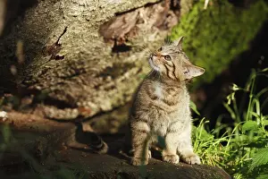 Wildcat (Felis silvestris)