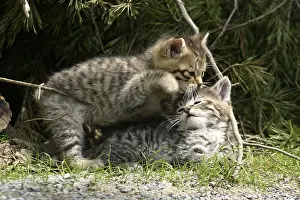 Wildcat (FELIS SILVESTRIS)