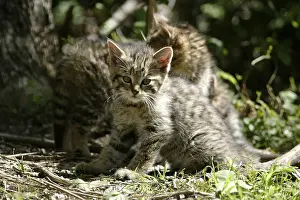 Wildcat (FELIS SILVESTRIS)
