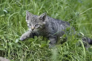 Wildcat (FELIS SILVESTRIS)